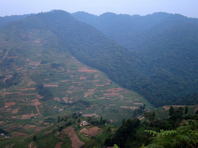 ブウィンディ原生国立公園の画像18