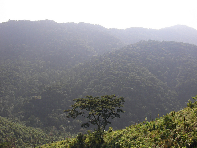 ブウィンディ原生国立公園の画像19
