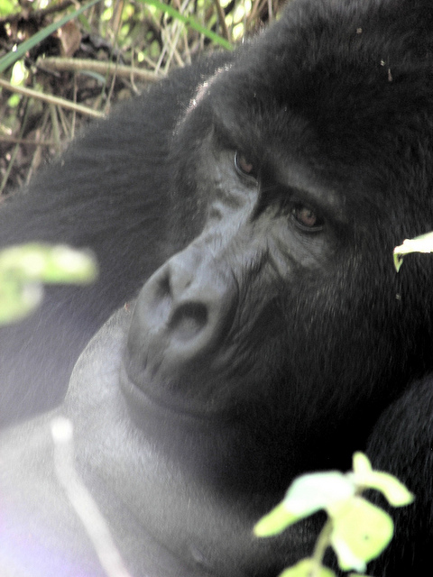 ブウィンディ原生国立公園の画像20