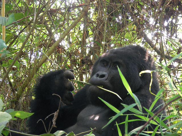 ブウィンディ原生国立公園の画像21