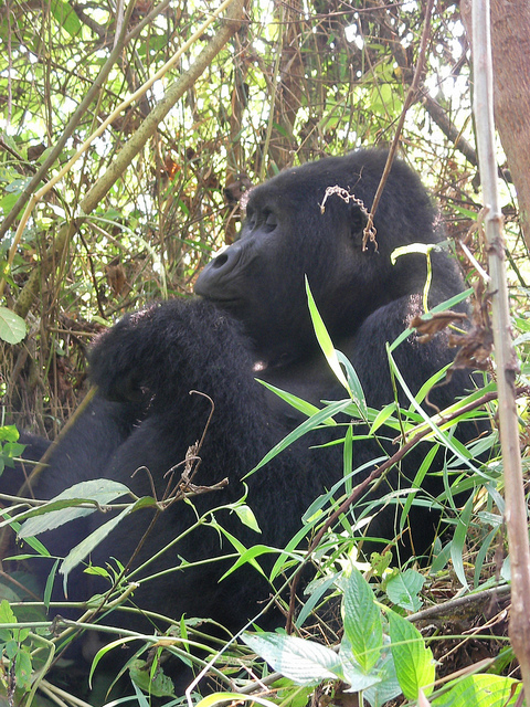 ブウィンディ原生国立公園の画像22