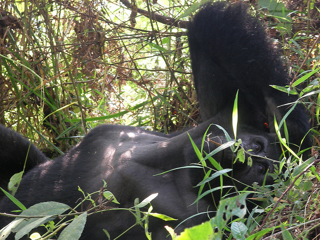 ブウィンディ原生国立公園の画像23