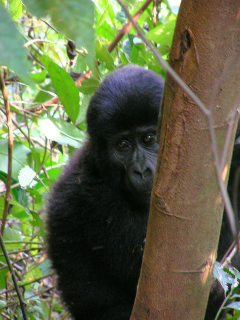 ブウィンディ原生国立公園の画像24