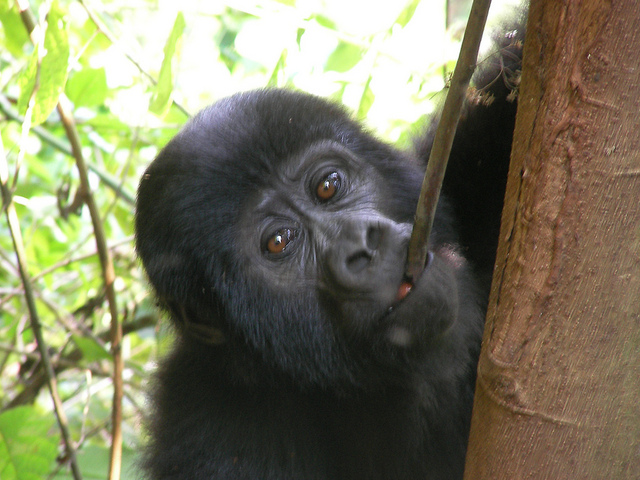 ブウィンディ原生国立公園の画像25