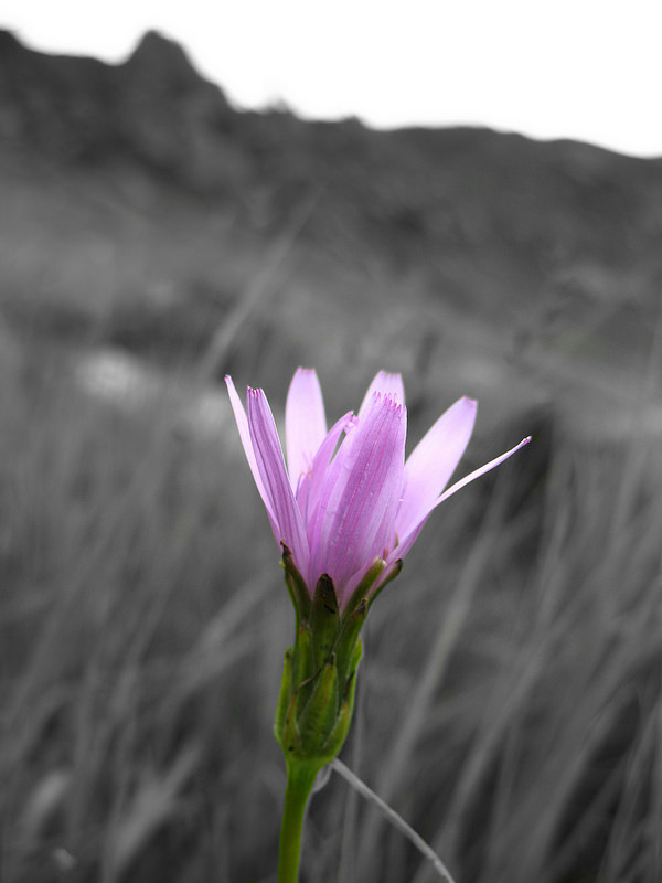 Chornohoraの画像3