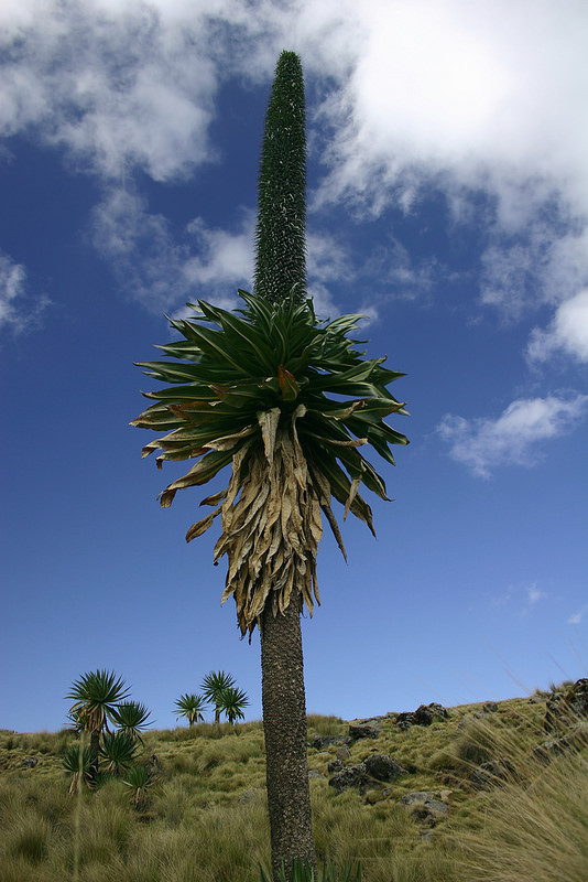 シミエン国立公園の画像3