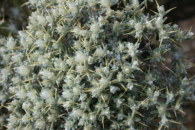 シミエン国立公園の画像4