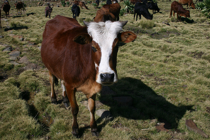 シミエン国立公園の画像9