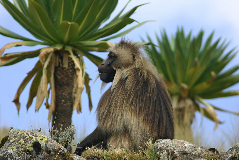 シミエン国立公園の画像10