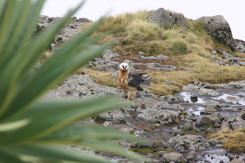 シミエン国立公園の画像15