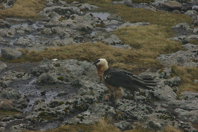 シミエン国立公園の画像17