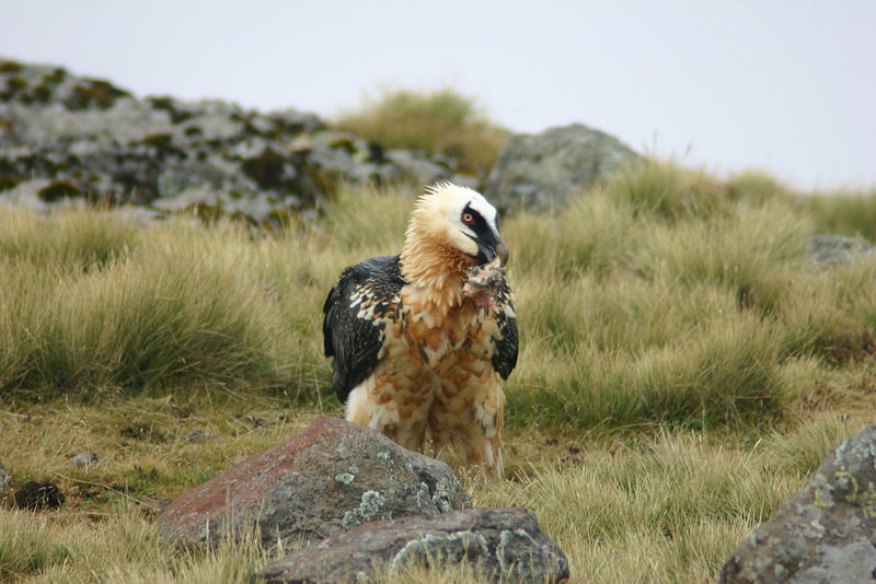 シミエン国立公園の画像18