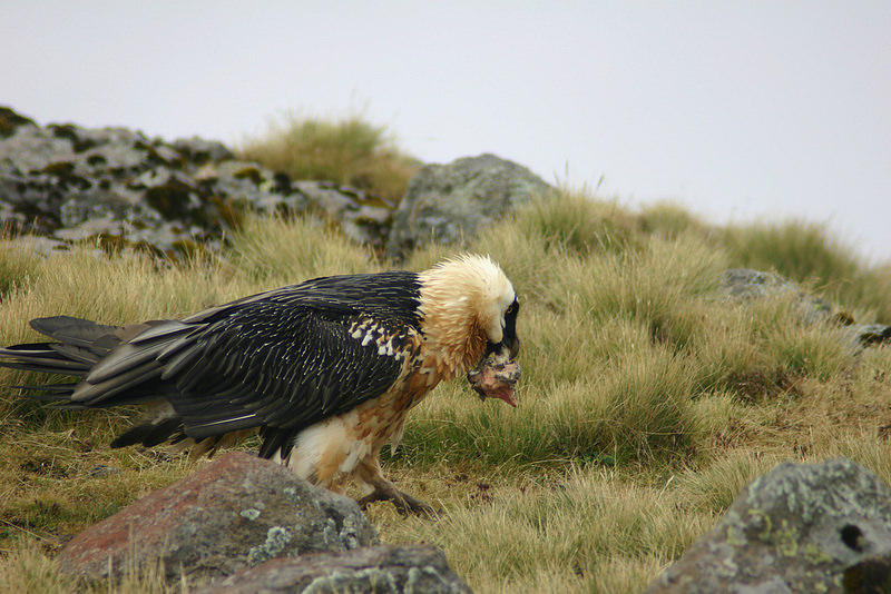 シミエン国立公園の画像19