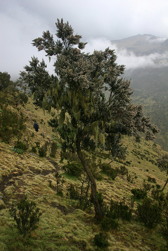 シミエン国立公園の画像23