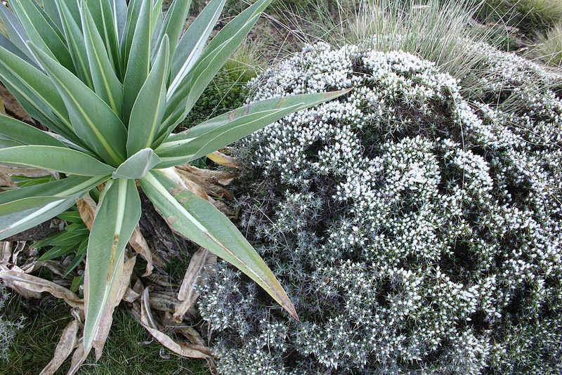 シミエン国立公園の画像24
