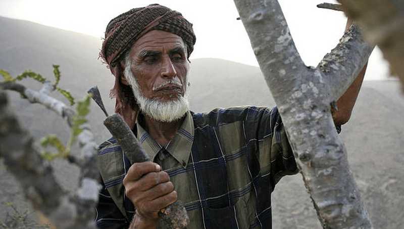 乳香の土地：交易路と遺跡群の画像2