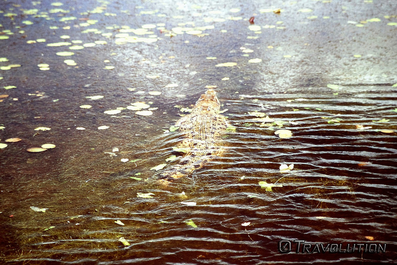 カカドゥ国立公園の画像9