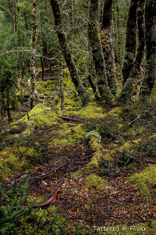 タスマニア原生地域の画像5