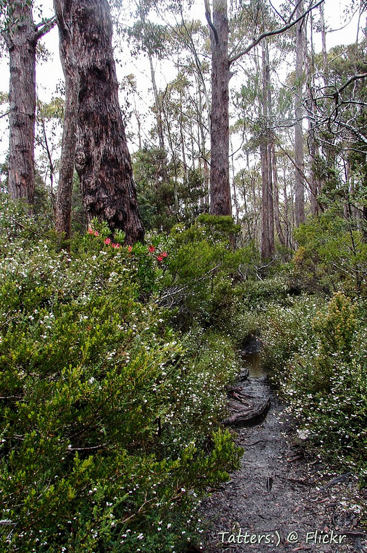 タスマニア原生地域の画像15