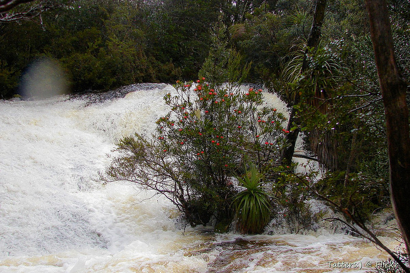 タスマニア原生地域の画像18