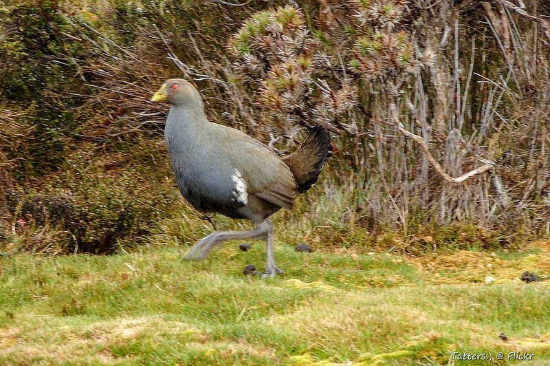 タスマニア原生地域の画像19