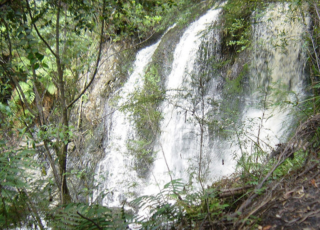 タスマニア原生地域の画像11