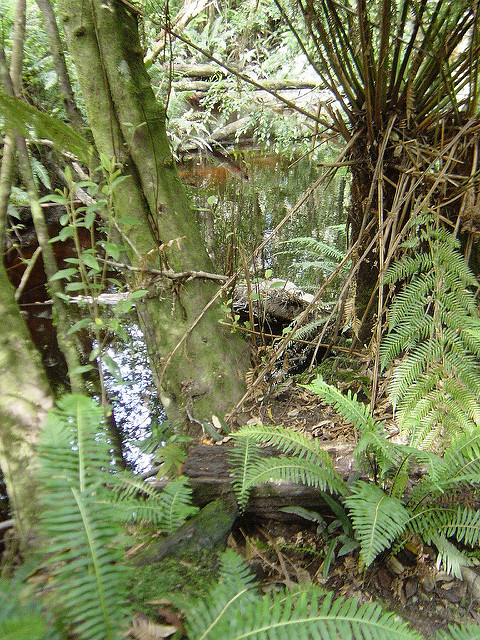 タスマニア原生地域の画像16