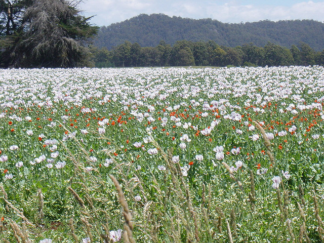 タスマニア原生地域の画像12
