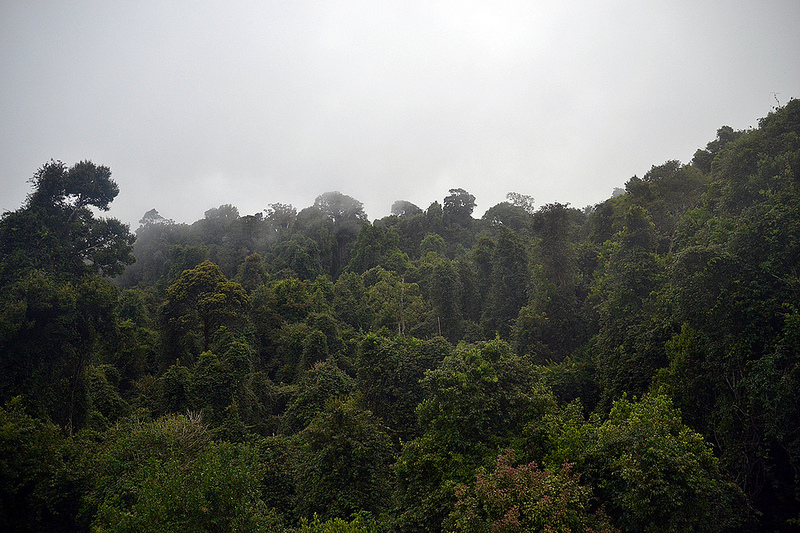 ドリゴ国立公園の画像5