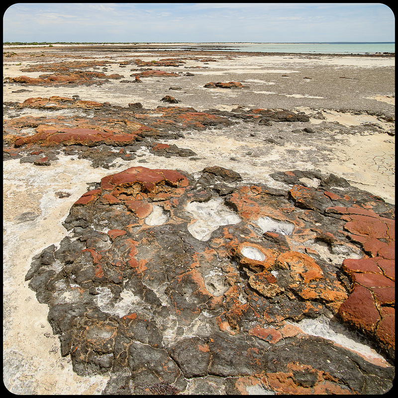 西オーストラリアのシャーク湾の画像4