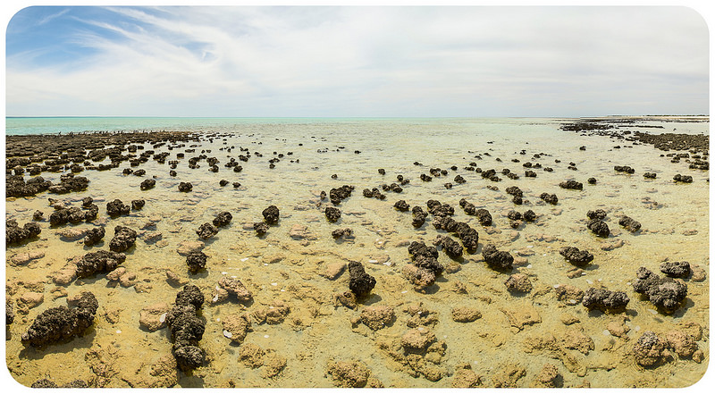 西オーストラリアのシャーク湾の画像2