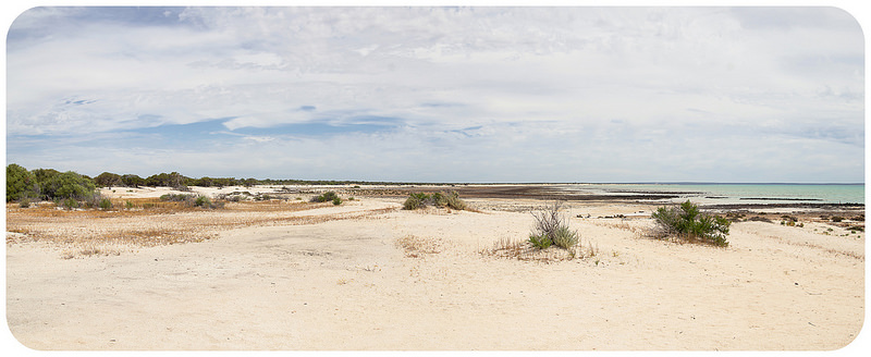 西オーストラリアのシャーク湾の画像6