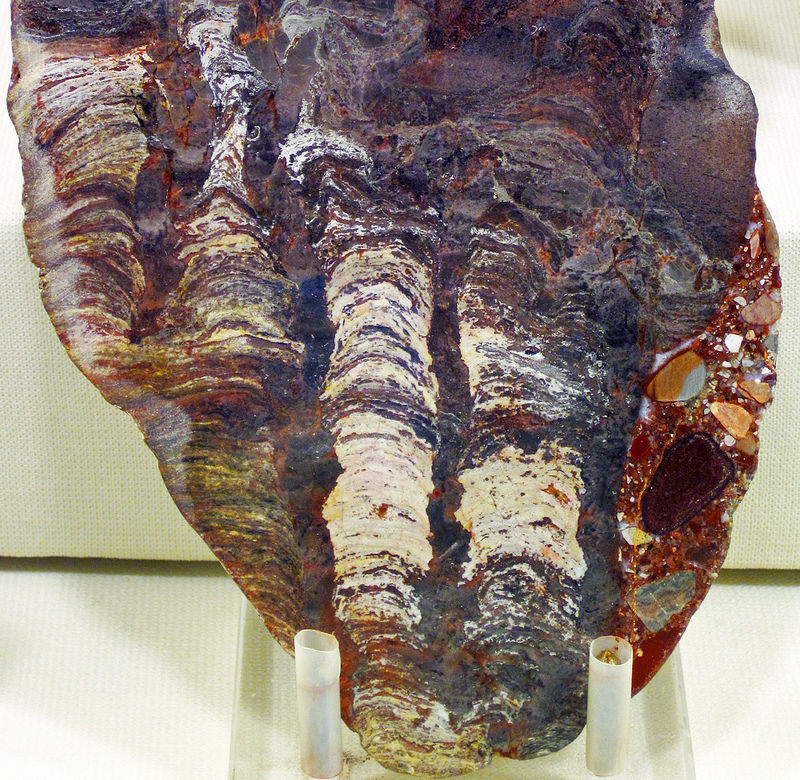 西オーストラリアのシャーク湾の画像9