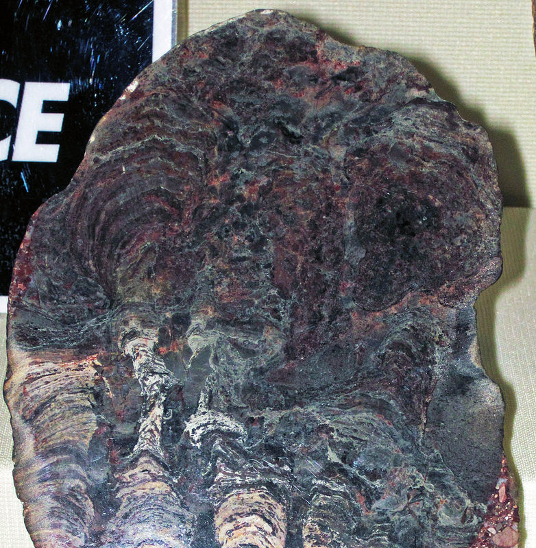 西オーストラリアのシャーク湾の画像10