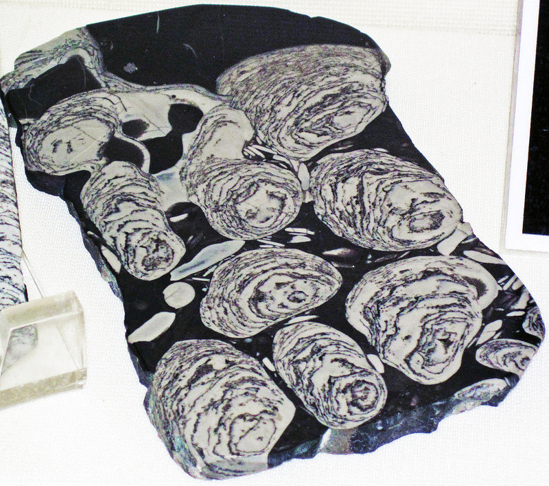 西オーストラリアのシャーク湾の画像17