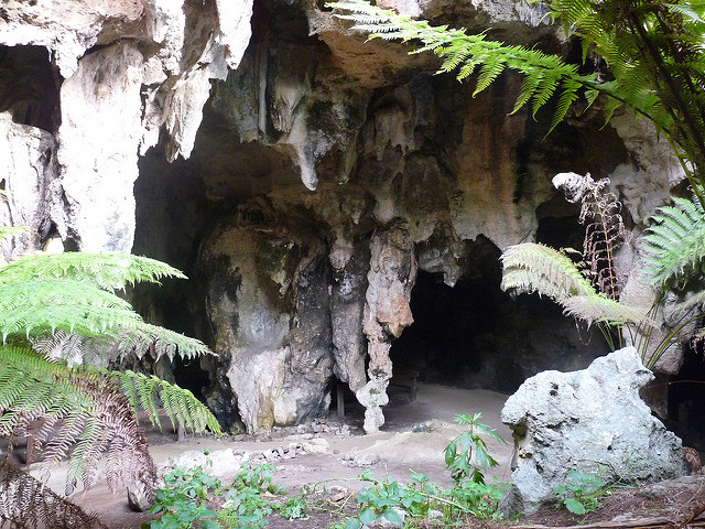 ナラコーアテの画像6