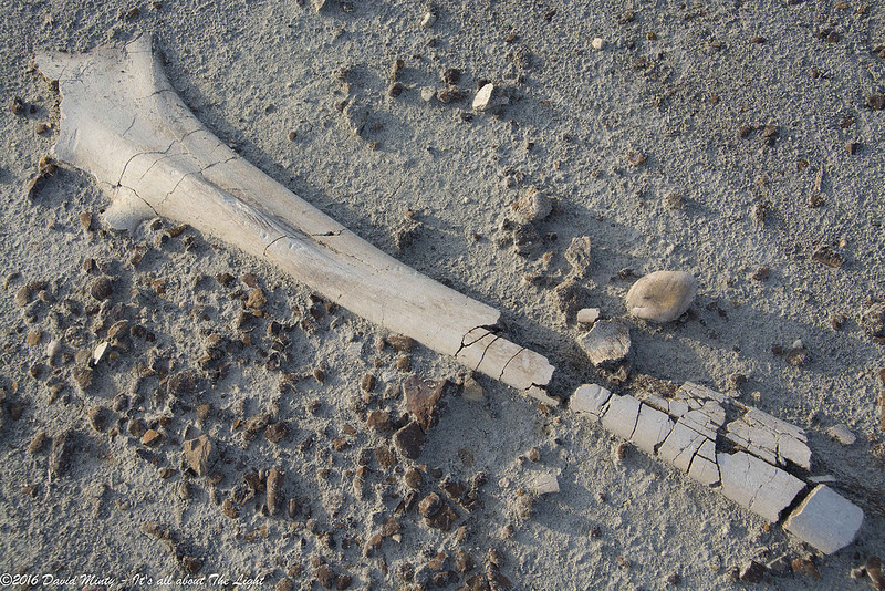 ダイナソール州立自然公園の画像6