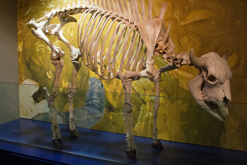 ヘッド-スマッシュト-イン・バッファロー・ジャンプの画像4