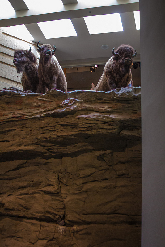 ヘッド-スマッシュト-イン・バッファロー・ジャンプの画像5