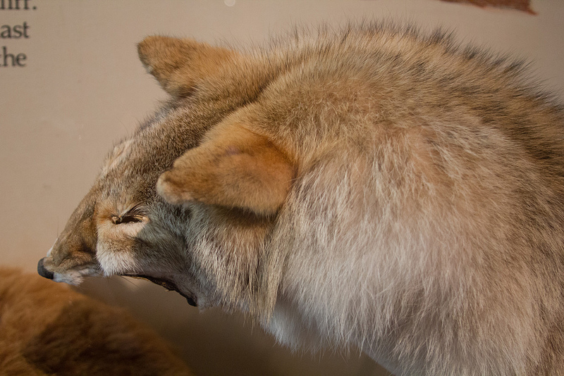 ヘッド-スマッシュト-イン・バッファロー・ジャンプの画像8