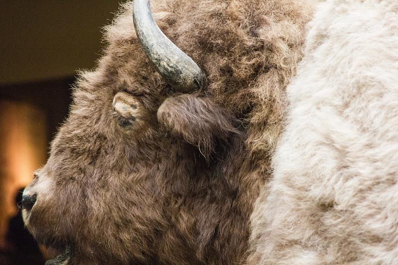 ヘッド-スマッシュト-イン・バッファロー・ジャンプの画像9