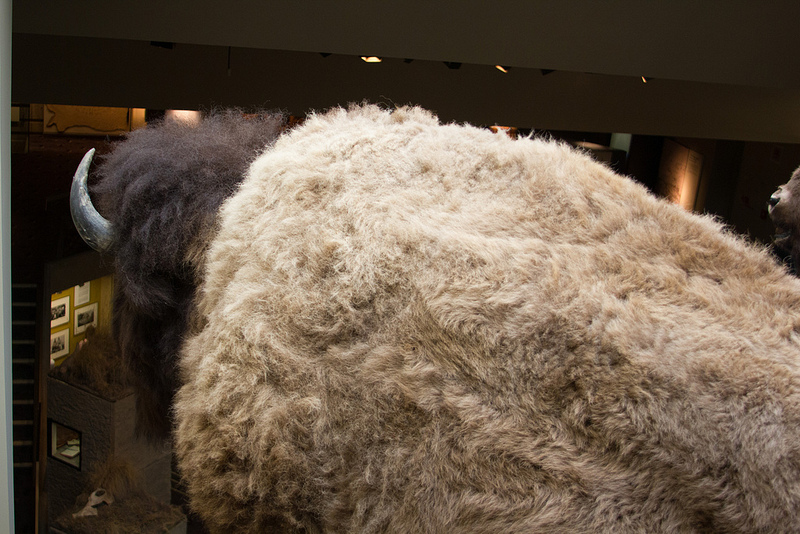 ヘッド-スマッシュト-イン・バッファロー・ジャンプの画像11