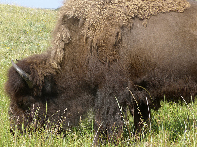 ヘッド-スマッシュト-イン・バッファロー・ジャンプの画像12
