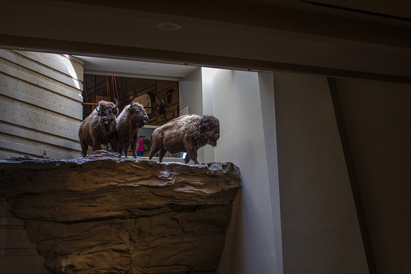 ヘッド-スマッシュト-イン・バッファロー・ジャンプの画像15