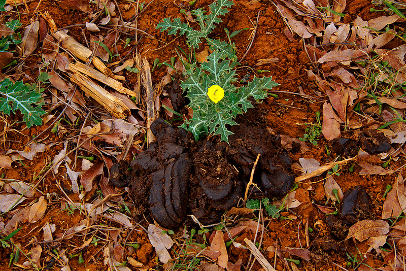 ビニャーレス渓谷の画像17