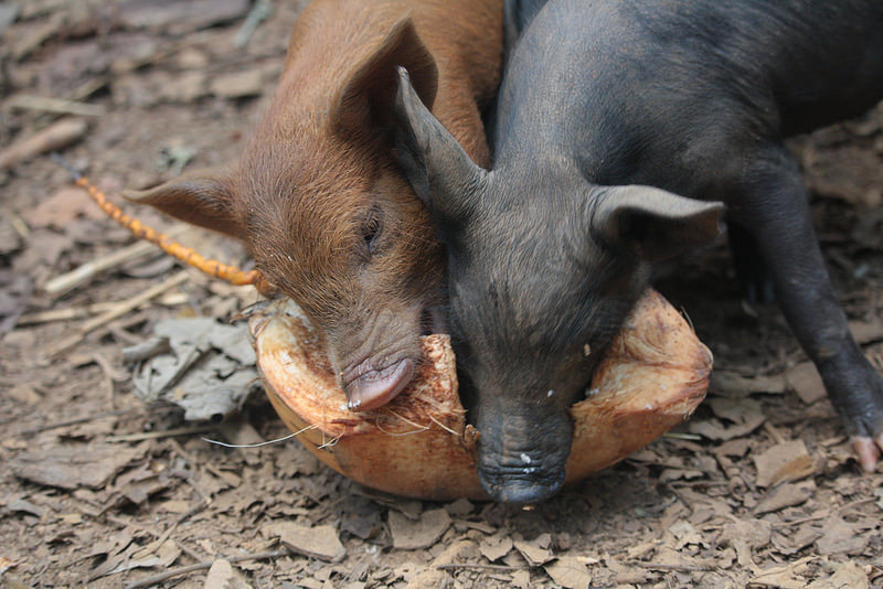 アレハンドロ・デ・フンボルト国立公園の画像4