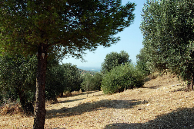 オリンピアの古代遺跡の画像26
