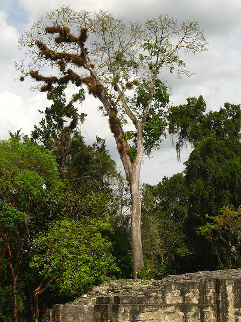 ティカル国立公園の画像12