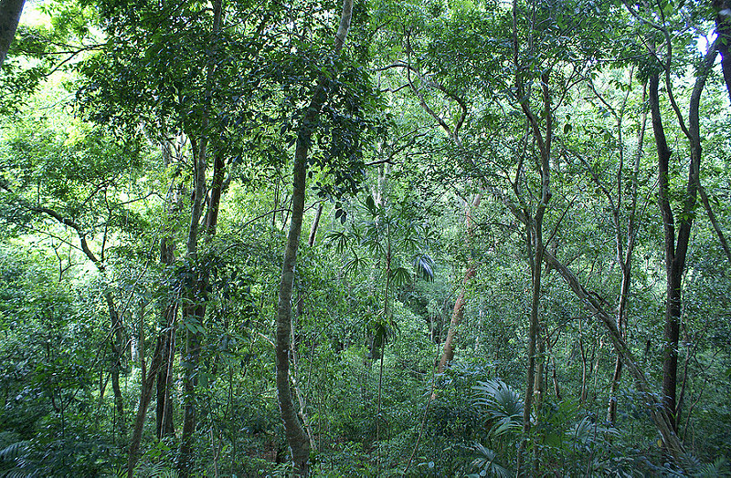 ティカル国立公園の画像15