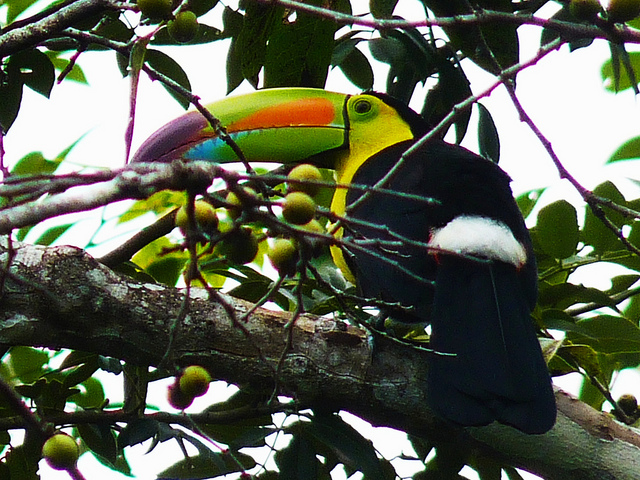 ティカル国立公園の画像17